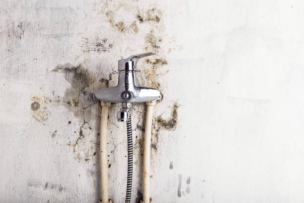 Best Bathroom Mold Remediation in Grayson, CA
