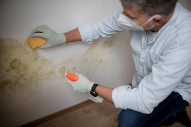 Best Commercial Mold Remediation in Grayson, CA