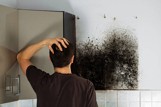 Best Black Mold Remediation in Grayson, CA