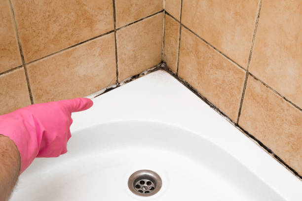 Reliable Grayson, CA Mold Remediation Solutions